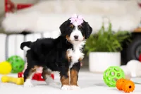 Paris, a female Miniature Bernedoodle for sale in Millersburg, OH – Photo 5 of 5