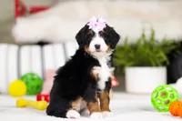 Paris, a female Miniature Bernedoodle for sale in Millersburg, OH – Photo 2 of 5