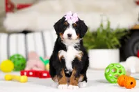Paris, a female Miniature Bernedoodle for sale in Millersburg, OH – Photo 3 of 5