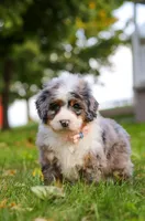 Isabella, a female Miniature Bernedoodle for sale in Millersburg, OH – Photo 7 of 7