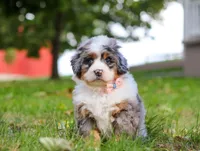 Isabella, a female Miniature Bernedoodle for sale in Millersburg, OH – Photo 4 of 7