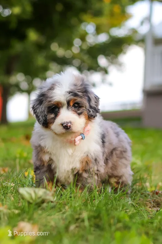 Isabella, a female Miniature Bernedoodle for sale in Millersburg, OH – Photo 1 of 7