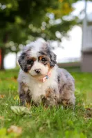 Isabella, a female Miniature Bernedoodle for sale in Millersburg, OH – Photo 1 of 7