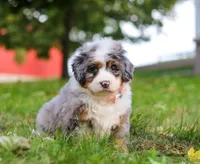 Isabella, a female Miniature Bernedoodle for sale in Millersburg, OH – Photo 3 of 7
