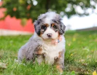 Isabella, a female Miniature Bernedoodle for sale in Millersburg, OH – Photo 2 of 7