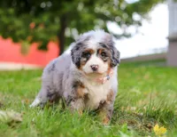 Isabella, a female Miniature Bernedoodle for sale in Millersburg, OH – Photo 5 of 7