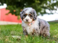 Isabella, a female Miniature Bernedoodle for sale in Millersburg, OH – Photo 6 of 7