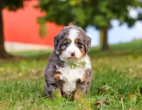 Raven, a male Miniature Bernedoodle for sale in Millersburg, OH – Photo 2 of 7