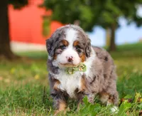 Raven, a male Miniature Bernedoodle for sale in Millersburg, OH – Photo 5 of 7