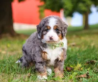 Raven, a male Miniature Bernedoodle for sale in Millersburg, OH – Photo 6 of 7