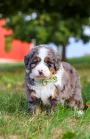 Raven, a male Miniature Bernedoodle for sale in Millersburg, OH – Photo 7 of 7