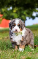 Raven, a male Miniature Bernedoodle for sale in Millersburg, OH – Photo 4 of 7