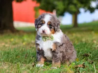 Raven, a male Miniature Bernedoodle for sale in Millersburg, OH – Photo 3 of 7