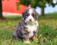 Raven, a male Miniature Bernedoodle for sale in Millersburg, OH – Photo 1 of 7