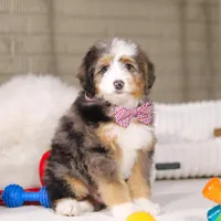 Mason, a male Miniature Bernedoodle for sale in Millersburg, OH – Photo 1 of 6