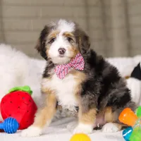 Mason, a male Miniature Bernedoodle for sale in Millersburg, OH – Photo 3 of 6