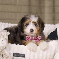 Mason, a male Miniature Bernedoodle for sale in Millersburg, OH – Photo 2 of 6