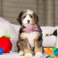 Mason, a male Miniature Bernedoodle for sale in Millersburg, OH – Photo 4 of 6