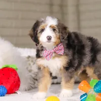 Mason, a male Miniature Bernedoodle for sale in Millersburg, OH – Photo 5 of 6