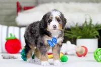 Mason, a male Miniature Bernedoodle for sale in Millersburg, OH – Photo 5 of 5