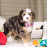 Mason, a male Miniature Bernedoodle for sale in Millersburg, OH – Photo 6 of 6