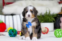 Mason, a male Miniature Bernedoodle for sale in Millersburg, OH – Photo 4 of 5