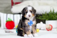 Mason, a male Miniature Bernedoodle for sale in Millersburg, OH – Photo 1 of 5