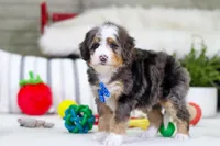 Mason, a male Miniature Bernedoodle for sale in Millersburg, OH – Photo 2 of 5