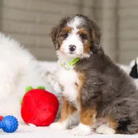Dexter, a male Miniature Bernedoodle for sale in Millersburg, OH – Photo 6 of 6