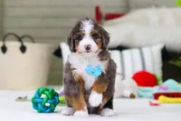 Dexter, a male Miniature Bernedoodle for sale in Millersburg, OH – Photo 3 of 5