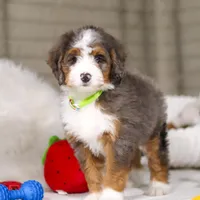 Dexter, a male Miniature Bernedoodle for sale in Millersburg, OH – Photo 4 of 6