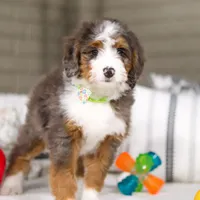 Dexter, a male Miniature Bernedoodle for sale in Millersburg, OH – Photo 3 of 6