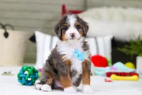 Dexter, a male Miniature Bernedoodle for sale in Millersburg, OH – Photo 1 of 5