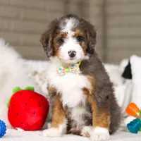 Dexter, a male Miniature Bernedoodle for sale in Millersburg, OH – Photo 1 of 6