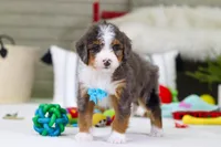 Dexter, a male Miniature Bernedoodle for sale in Millersburg, OH – Photo 5 of 5