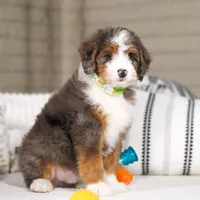 Dexter, a male Miniature Bernedoodle for sale in Millersburg, OH – Photo 5 of 6