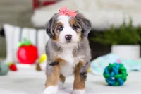 Cupid, a female Miniature Bernedoodle for sale in Millersburg, OH – Photo 1 of 9