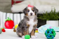 Cupid, a female Miniature Bernedoodle for sale in Millersburg, OH – Photo 4 of 9