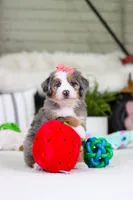 Cupid, a female Miniature Bernedoodle for sale in Millersburg, OH – Photo 3 of 9