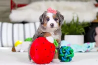 Cupid, a female Miniature Bernedoodle for sale in Millersburg, OH – Photo 8 of 9