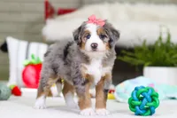 Cupid, a female Miniature Bernedoodle for sale in Millersburg, OH – Photo 7 of 9