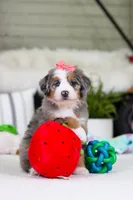 Cupid, a female Miniature Bernedoodle for sale in Millersburg, OH – Photo 2 of 9