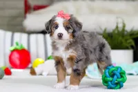 Cupid, a female Miniature Bernedoodle for sale in Millersburg, OH – Photo 6 of 9