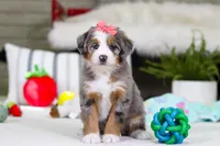 Cupid, a female Miniature Bernedoodle for sale in Millersburg, OH – Photo 5 of 9