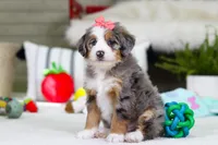 Cupid, a female Miniature Bernedoodle for sale in Millersburg, OH – Photo 9 of 9