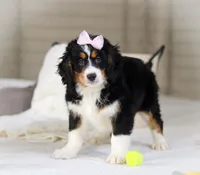 Roxy, a female Miniature Bernedoodle for sale in Millersburg, OH – Photo 4 of 10