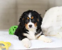 Roxy, a female Miniature Bernedoodle for sale in Millersburg, OH – Photo 10 of 10