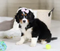 Roxy, a female Miniature Bernedoodle for sale in Millersburg, OH – Photo 3 of 10