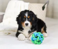 Roxy, a female Miniature Bernedoodle for sale in Millersburg, OH – Photo 6 of 10