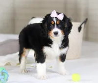Roxy, a female Miniature Bernedoodle for sale in Millersburg, OH – Photo 8 of 10